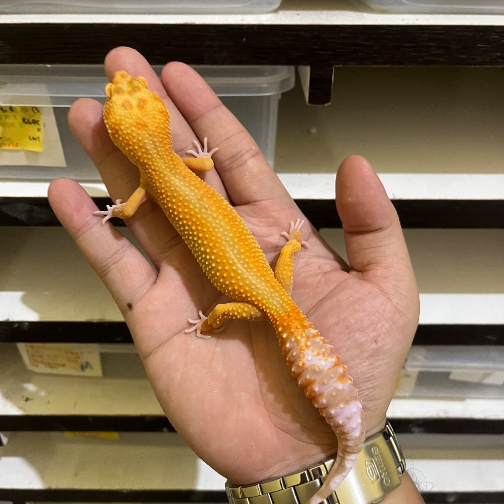 APTOR CBA425 BETINA Mainan Anak Lucu Jinak Gecko Geko Leopard Gecko