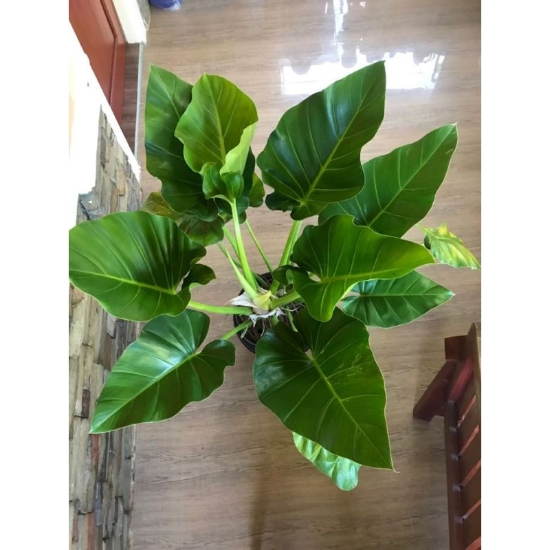 philodendron giganteum