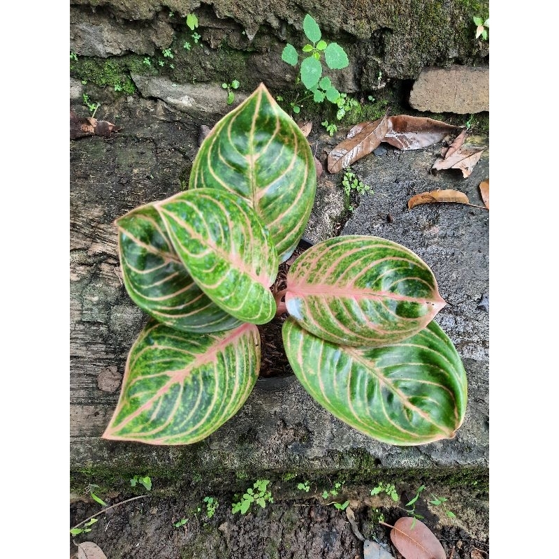 Aglonema Rinjani