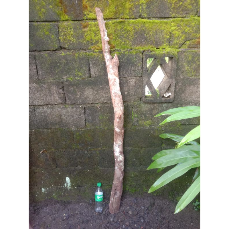Kayu Sulaiman jumbo