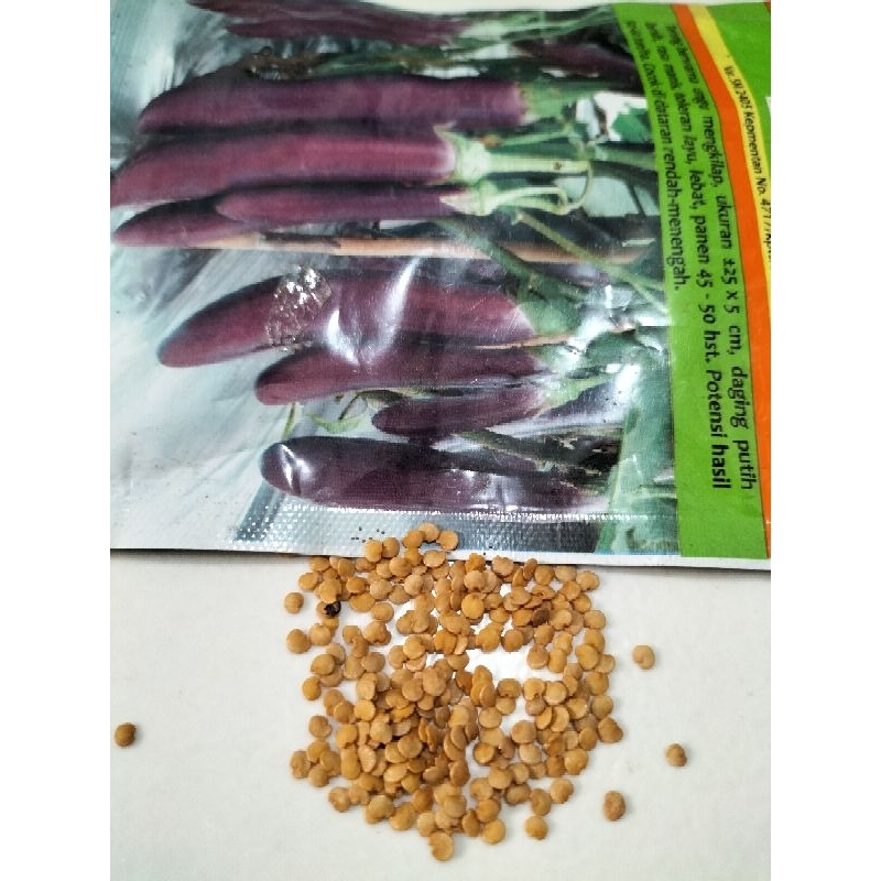 25BIJI BIBIT/BENIH TERONG UNGU PANJANG CAP PANAH MERAH
