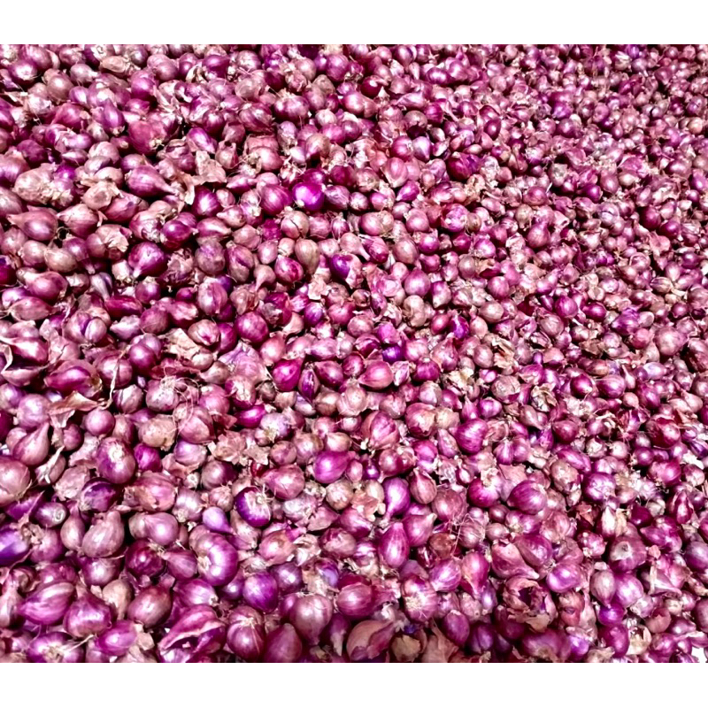 

Bawang Merah Brambang Asli Nganjuk
