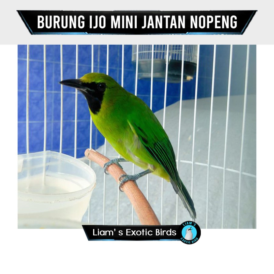 cak Ijo mini pilihan jantan Nopeng / Trotol Garansi JANTAN