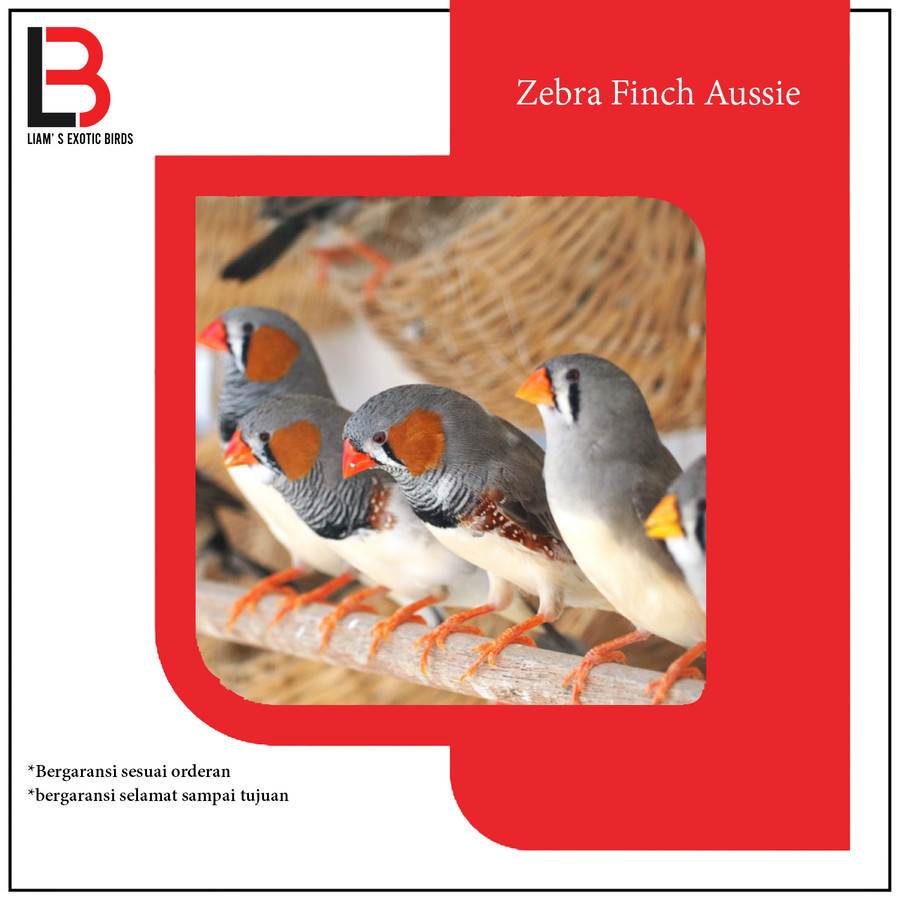 Zebra Finch Aussy Jantan dan Betina/Zebra Finch Import (Medium)/Finch Sepasang