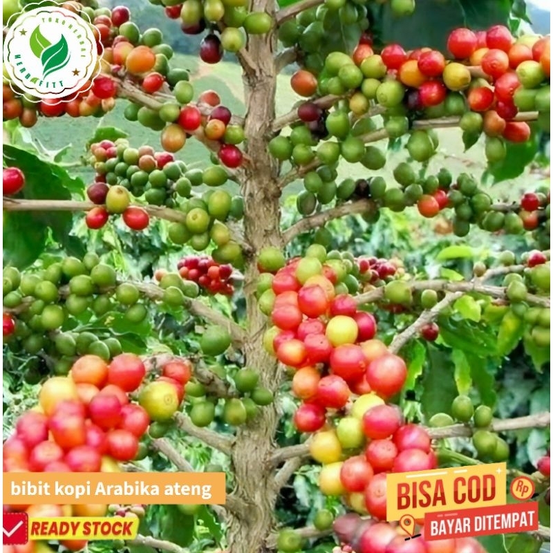 bibit kopi arabika ateng unggul super siap tanam
