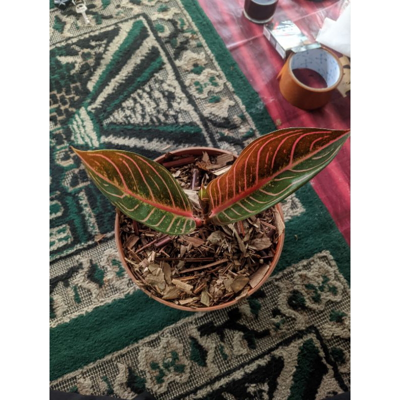 aglonema red sumatra