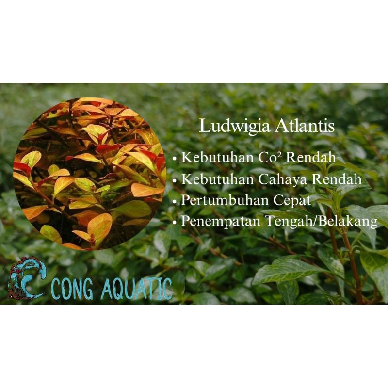 Ludwigia Atlantis