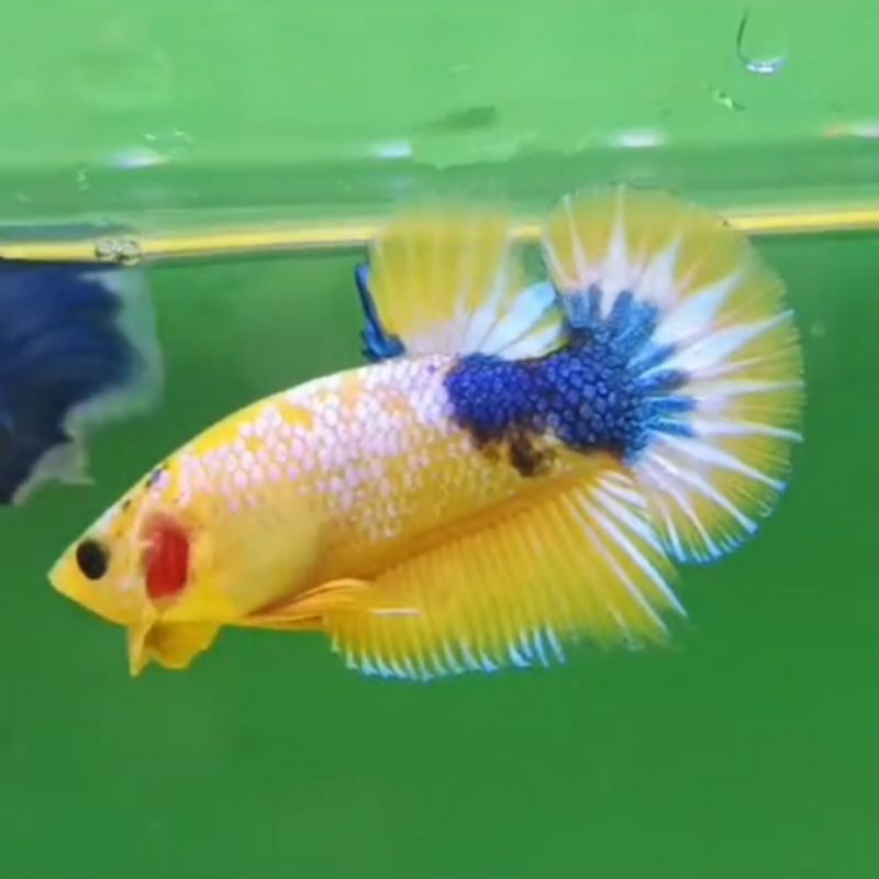 YELLOW FCCP + YELLOW FANCY GRADE A+