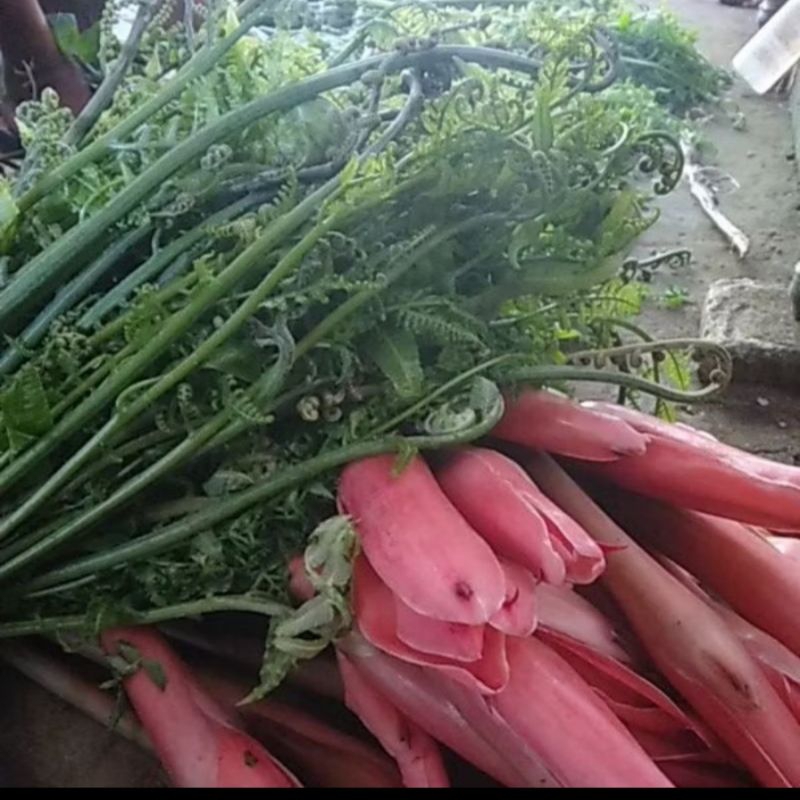 

pakis sayur/1kg fresh