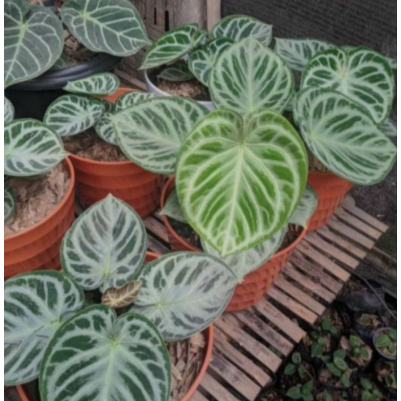 Anthurium Dorayaki Silver