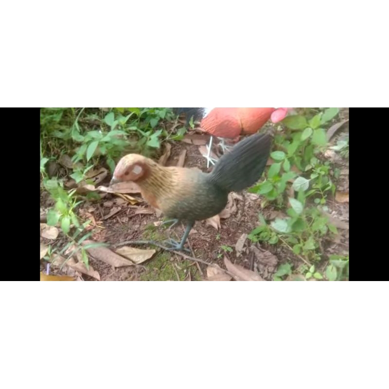 Replika/ jontrot / parung / ayam hutan betina