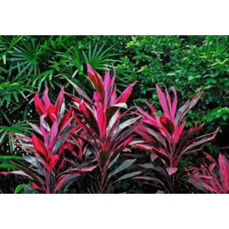 

DAUN HAJUANG /ANDONG MERAH per Lembar