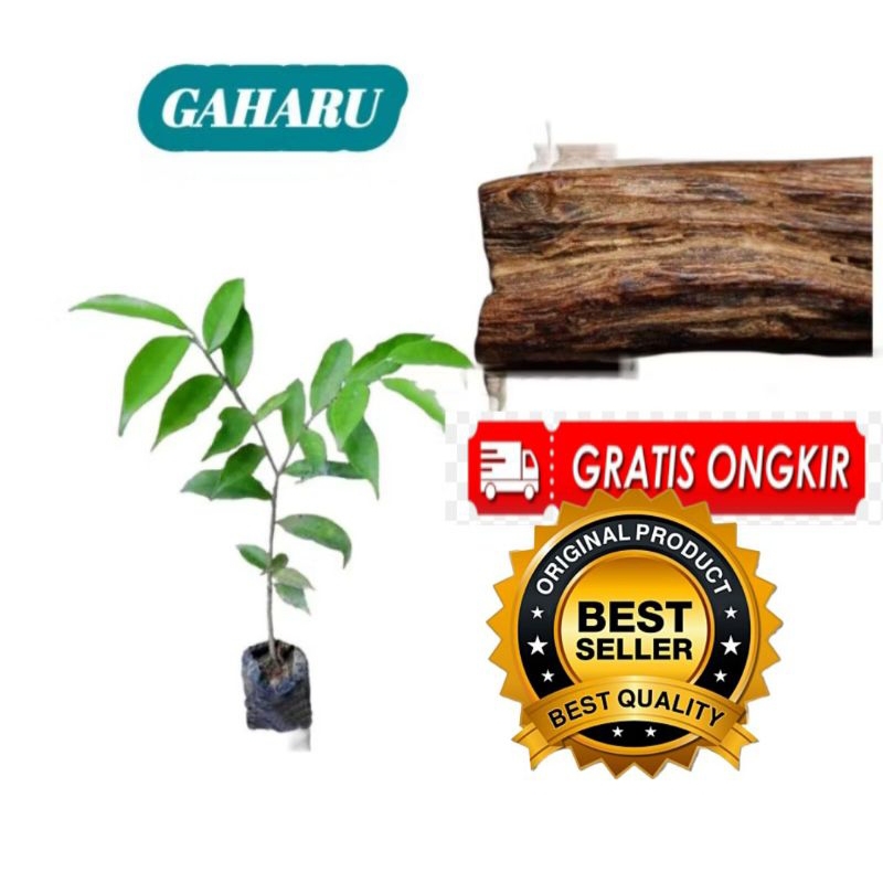 Bibit Pohon Kayu GAHARU Asli Kualitas Super Unggul