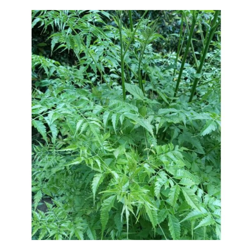 

Daun bimba | Daun Mindi | Daun minri segar