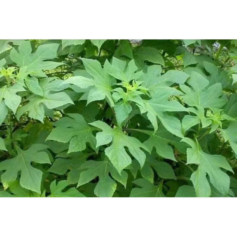 

Daun Insulin Segar 250g