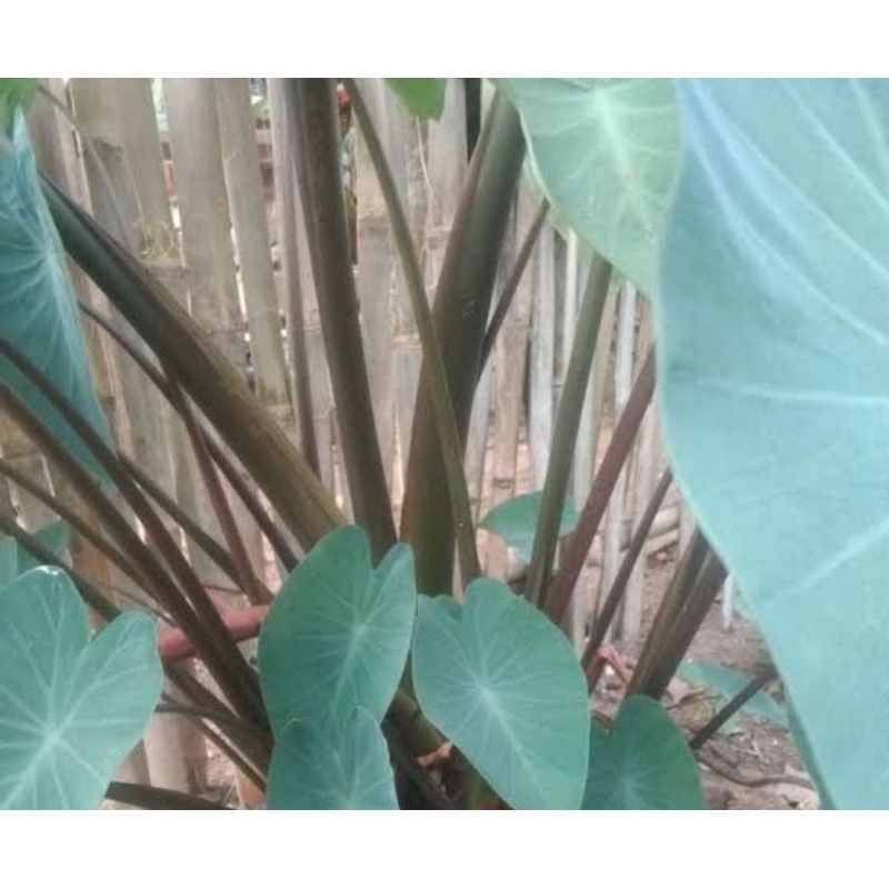 

Jual daun talas hitam daun talas Wulung isi 50 lembar