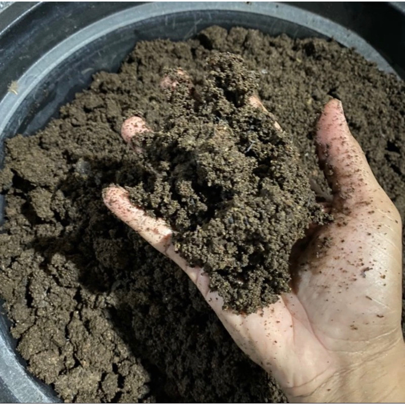 Pupuk Kascing / Pupuk Organik Kompos Kascing Vermicompost