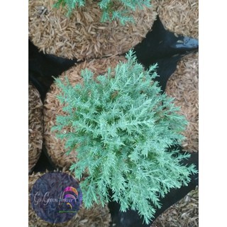 Cemara Embun cemara Wangi Cemara Rentes bibit tanaman cemara cemara wangi GO GREEN FLOWER
