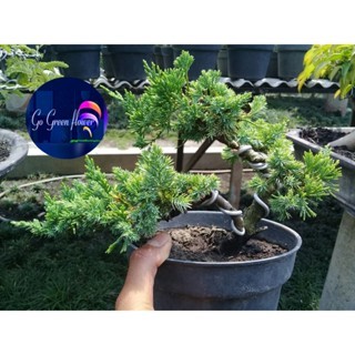 CEMARA SINENSIS BONSAI CEMARA SINENSIS bahan bonsai cemara GO GREEN FLOWER tanaman hias