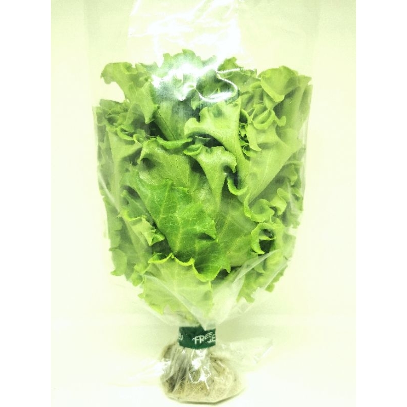 

Sayur Selada Segar