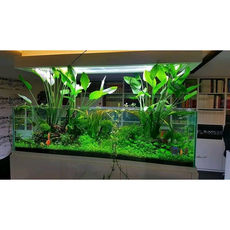 Echinodorus Argentinensis / echinodorus jumboo