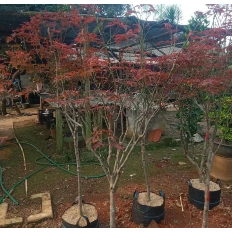 Redy pohon red maple tinggi 2 meter/harga sesuai ukuran