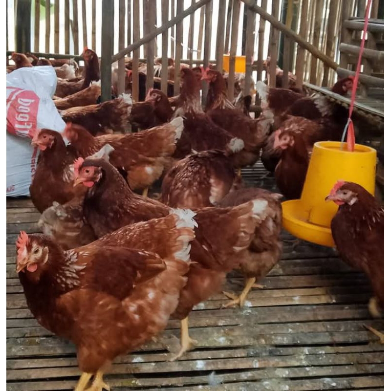

siap produksi telor
