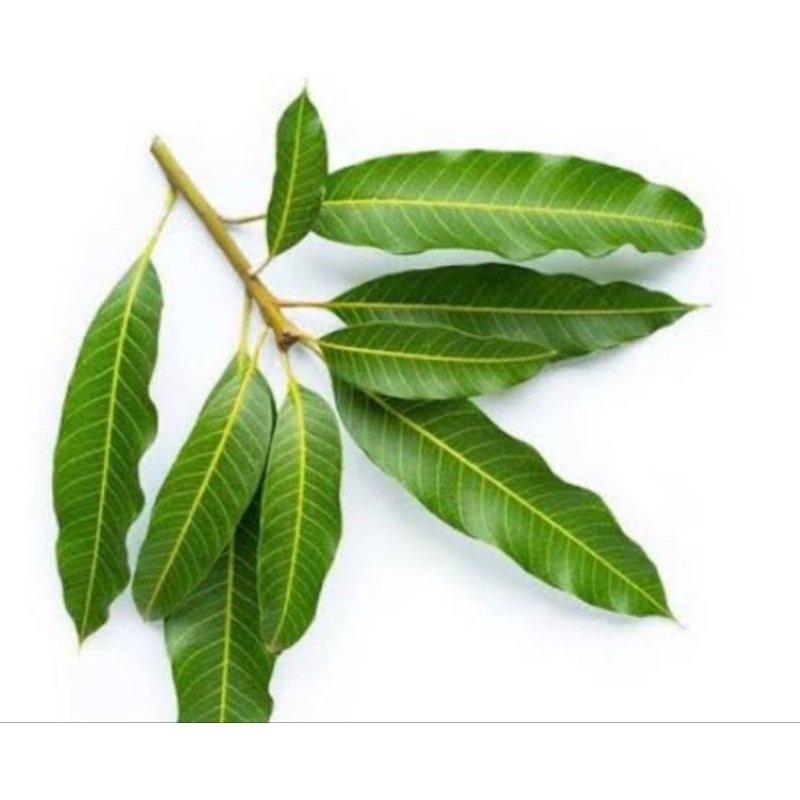 

Daun mangga segar petik langsung kirim 500 gram-az