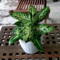 AGLONEMA ANGGUN AYU DIVEN SPARKLE  DIEFFENBANCHIA  DIVEN TISU sri rejeki beras kutah anggun ayu AGLO