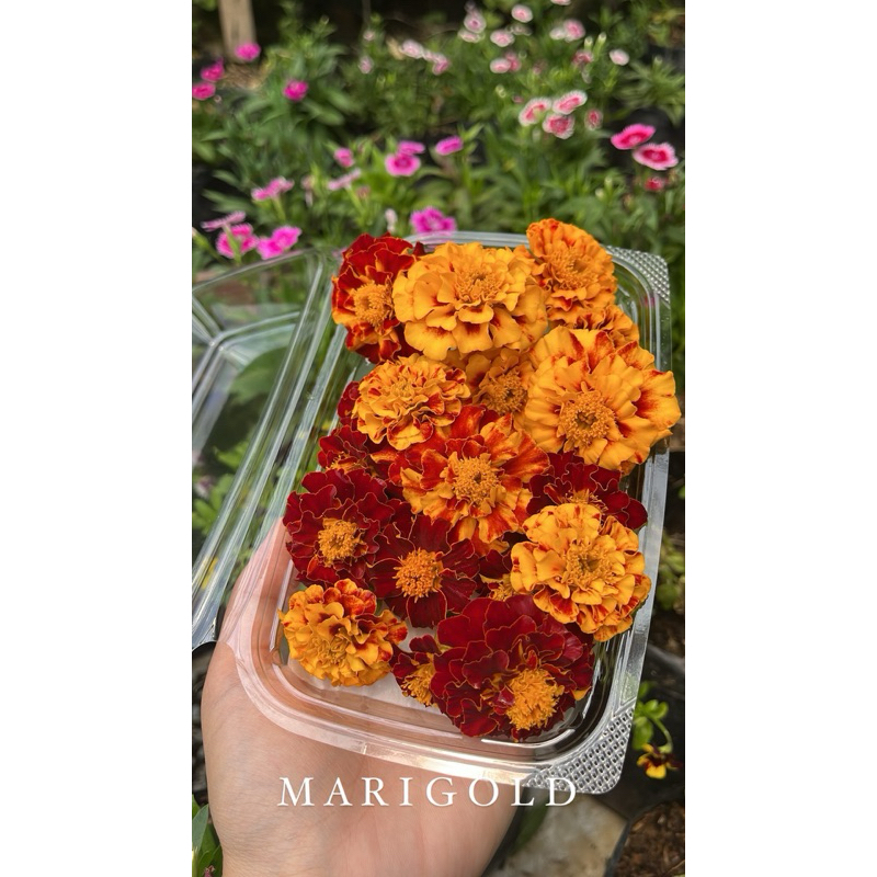 

marigold edible flower | garnish makanan | garnis minuman
