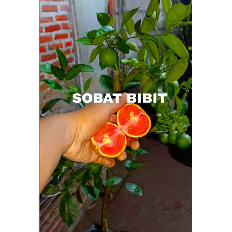 

INDUKAN JERUK BLOOD RED berbuah