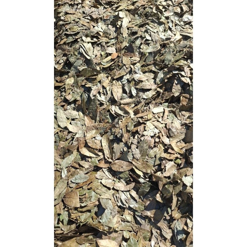 

Daun sirsak kering 500gram