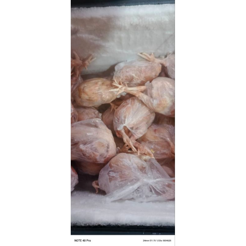 

ayam prozen 1 ekor berat kurang lebih 1,4 kg Rp.45.000
