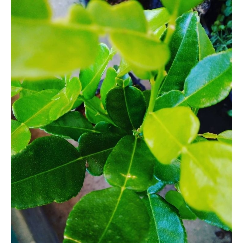 

daun jeruk angka8 daun jeruk purut harga per 250g