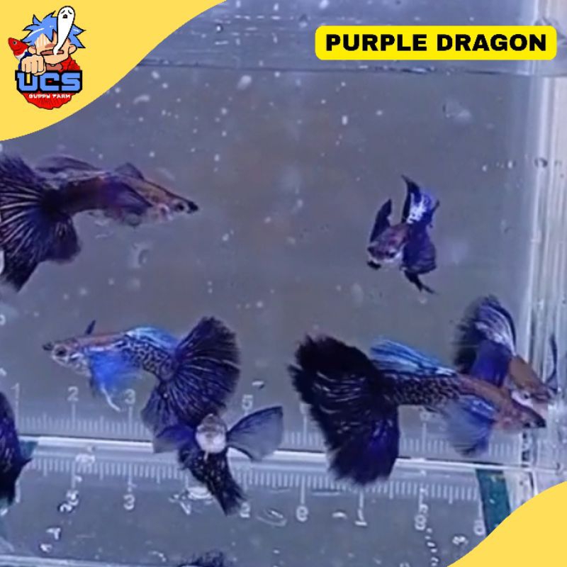 HIASAN GUPPY PURPLE DRAGON