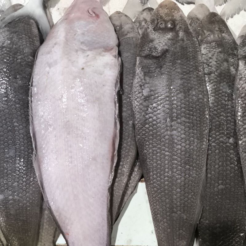 

Ikan Lidah Segar / kg