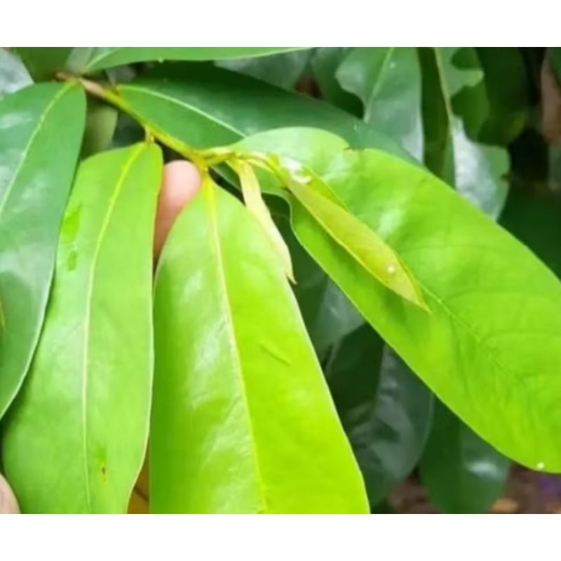 

Daun sirsak fresh 1 kg