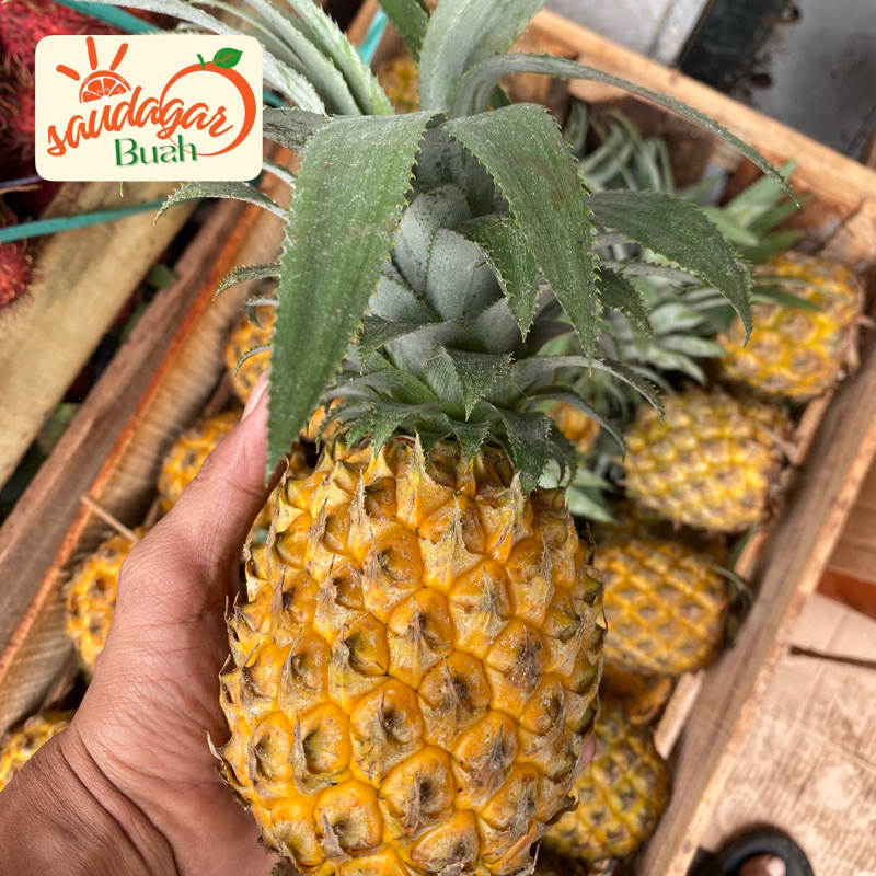

BUAH NANAS MADU BELIK MANIS NANAS MADU PEMALANG