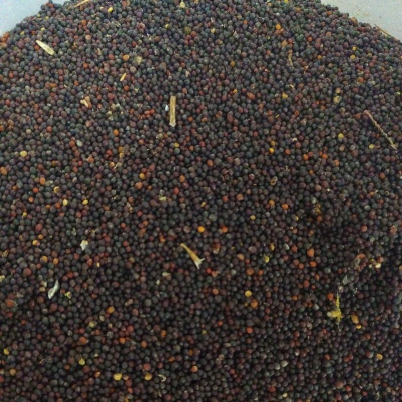 PAKAN BIJI SAWI BIJI GRADE A PREMIUM  PAKAN BURUNG BIJI SAWI