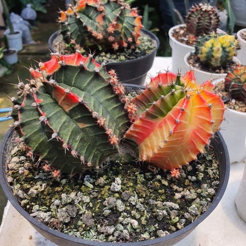 Gymnocalycium Mihanovichii Starfire Miha Lokal Gymno Milo Double Heads Ukuran Jumbo Besar