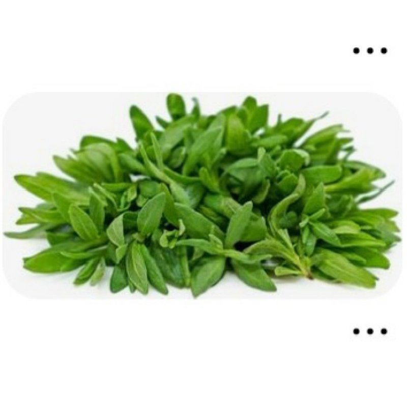 

Daun Ginseng - 500gram