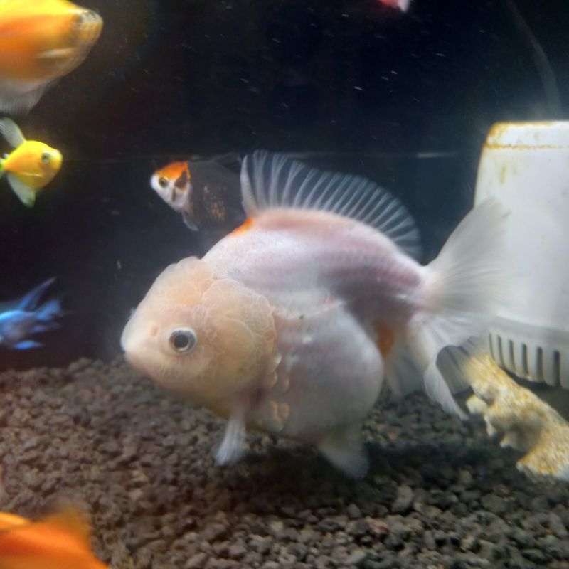 Ikan Mas Koki Oranda Calico Short Tail