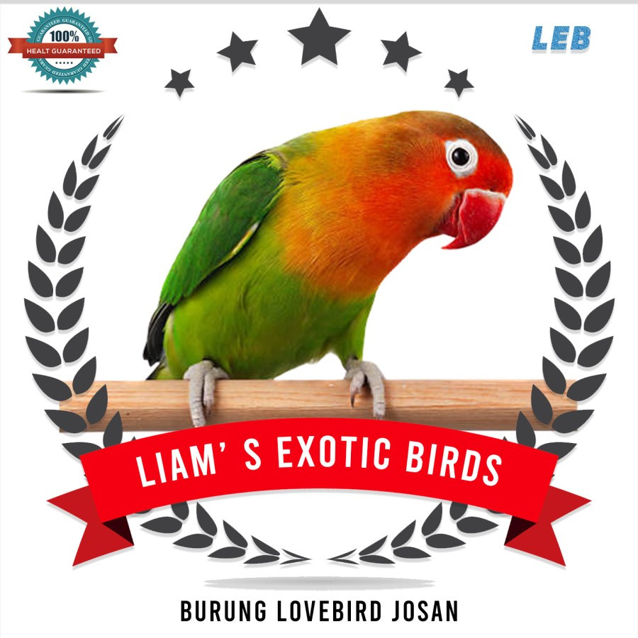 Burung Lovebird  josan Burung Lovebird termurah pilihan