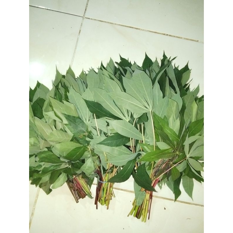 

daun singkong segar per ikat