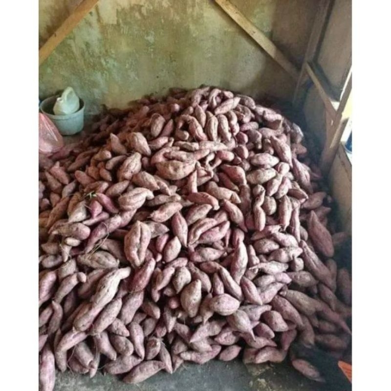 

umbi ungu asli segar di ambil langsung bila ada orderan masuk 1kg