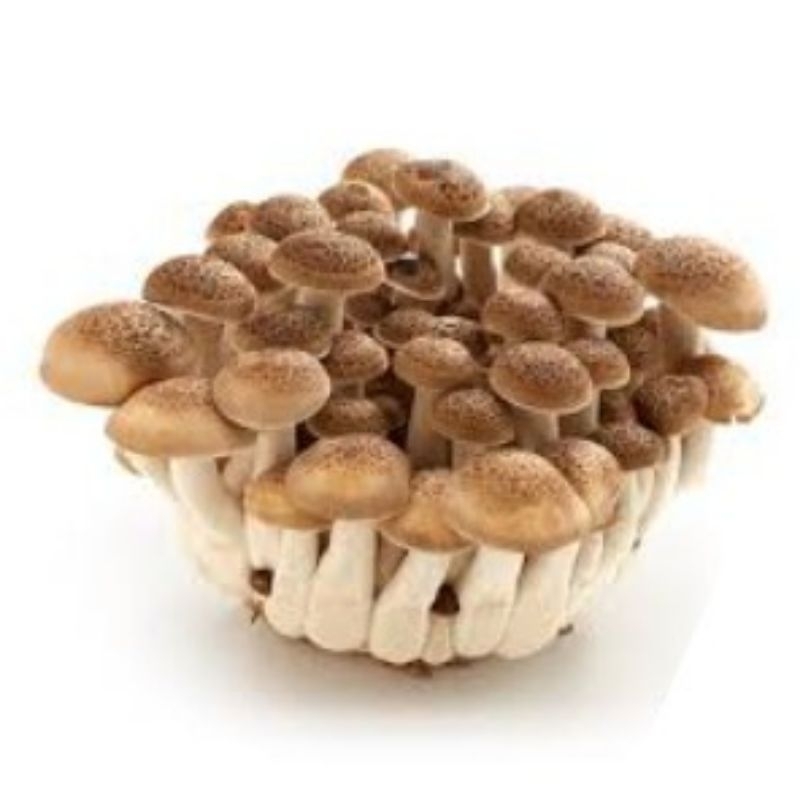

Jamur shimeji coklat