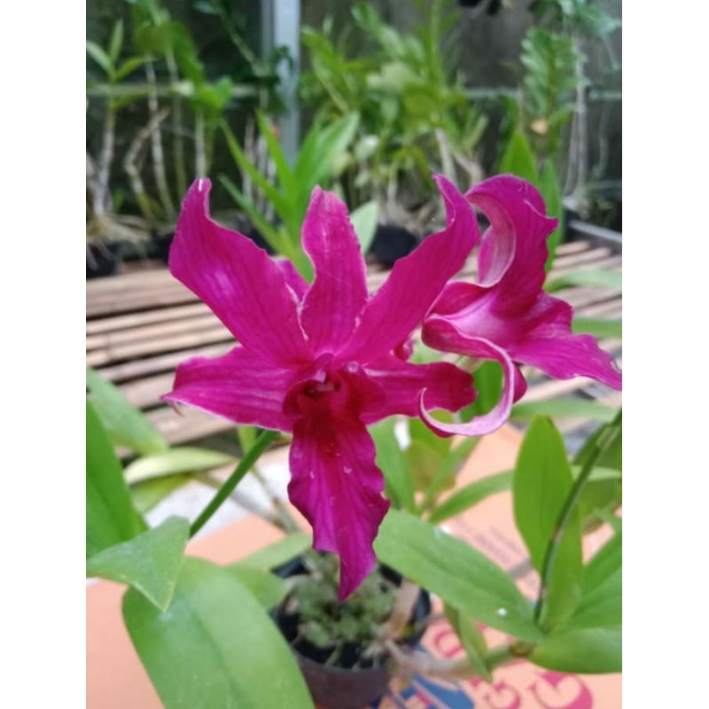 Dendrobium intersection berbagai id