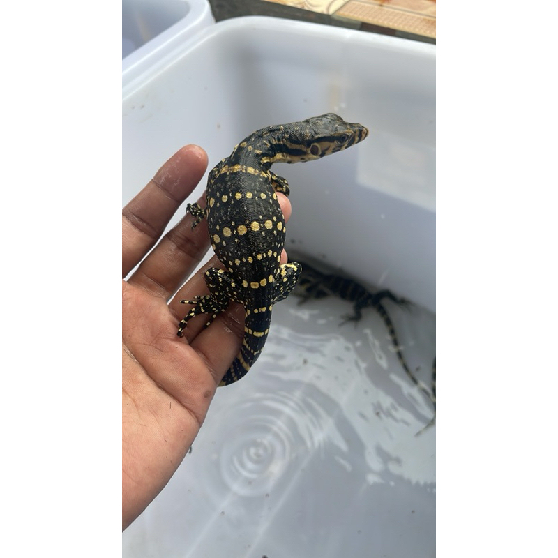 mainan salvator/biawak sudah rawatan 1bln