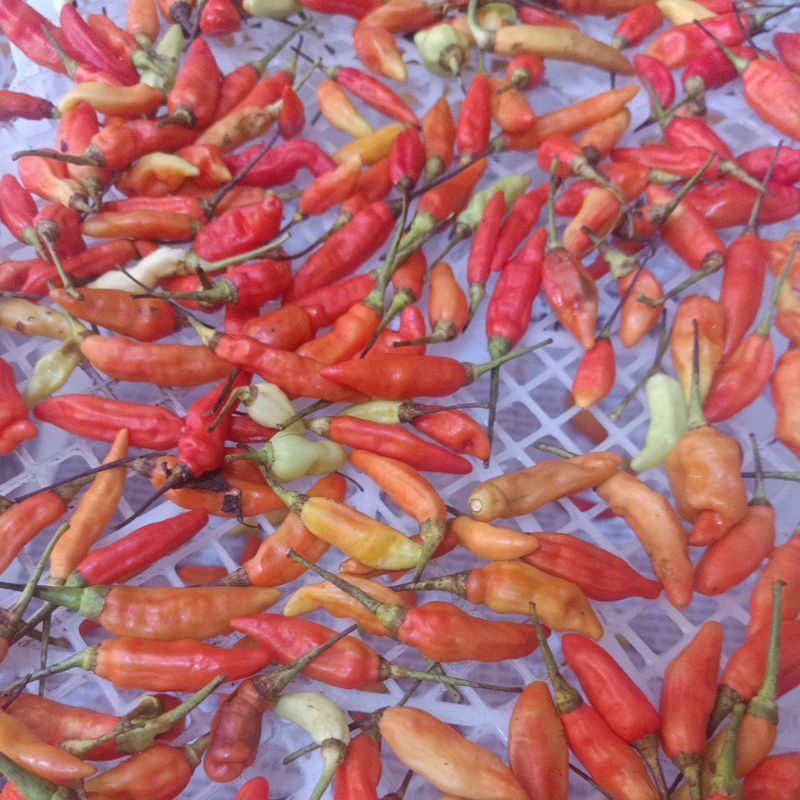 

cabe rawit merah