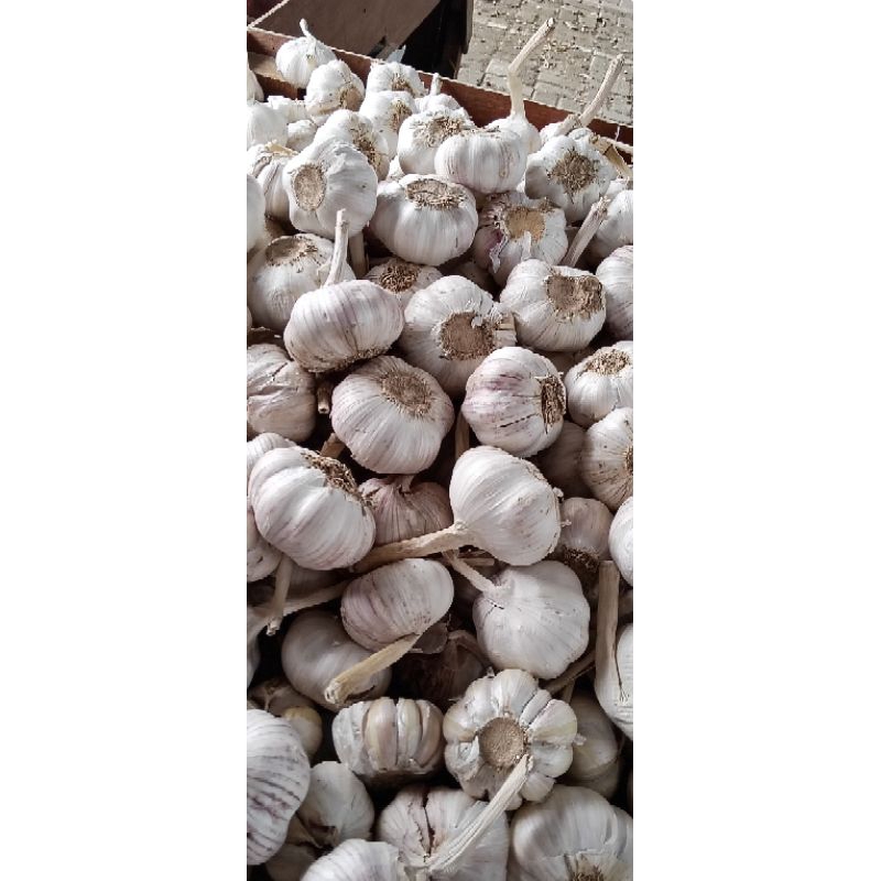 

bawang putih sinco super